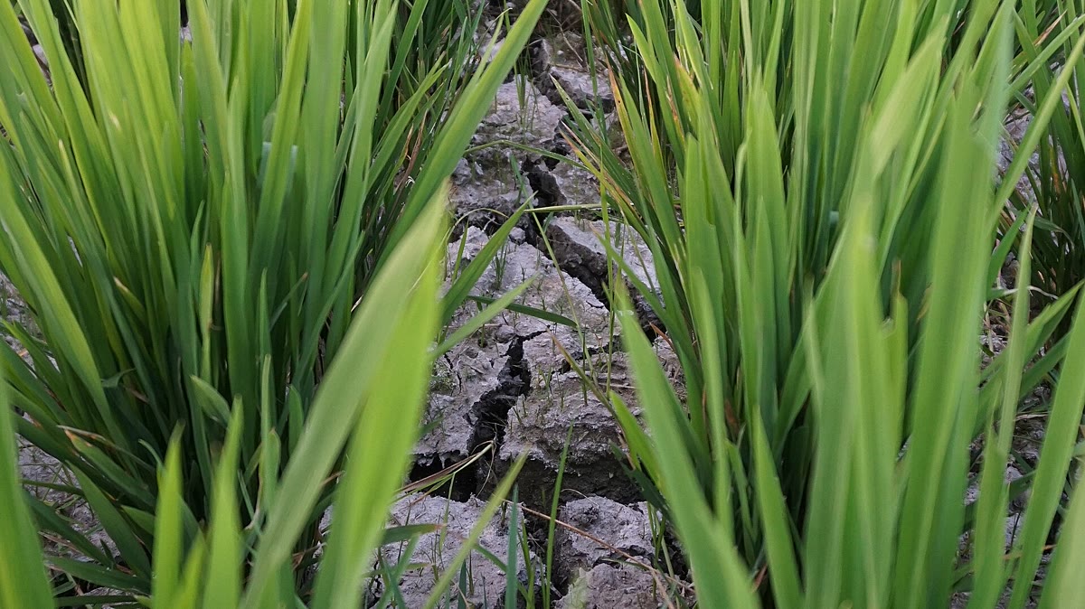Tanaman padi tumbuh di antara tanah sawah yang mengering dan retak