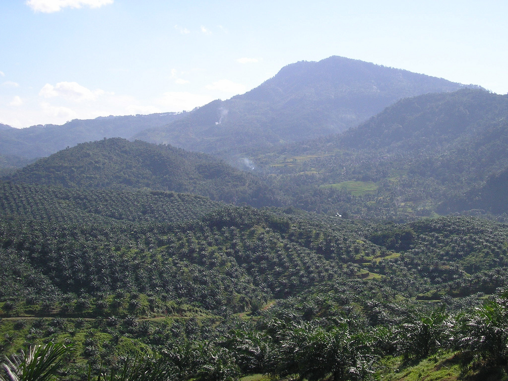 Perkebunan kelapa sawit di Cigudeg, Bogor, sebagai foto konteks industri sawit Indonesia