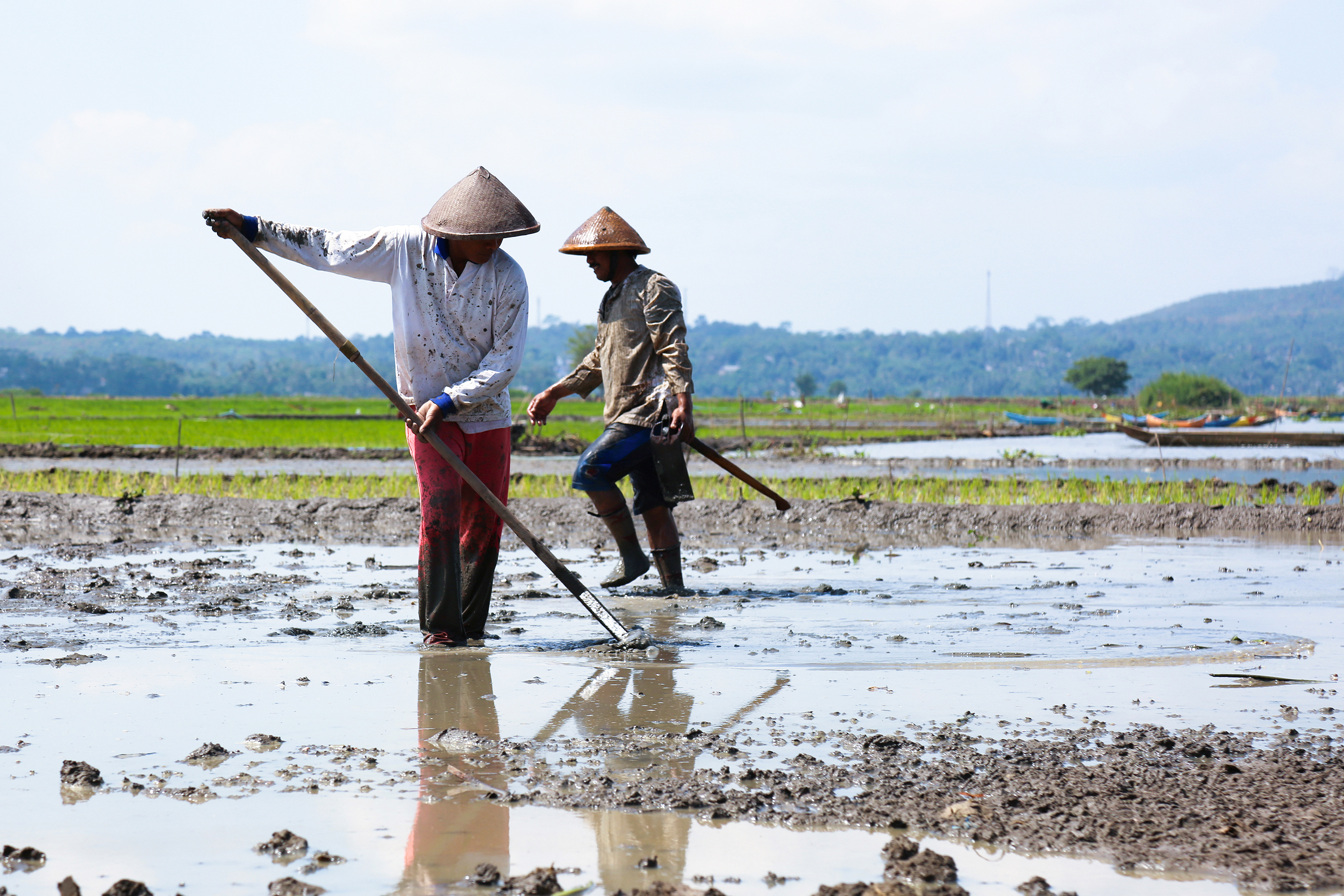 Petani mengolah sawah sebagai foto konteks perkembangan Nilai Tukar Petani Indonesia