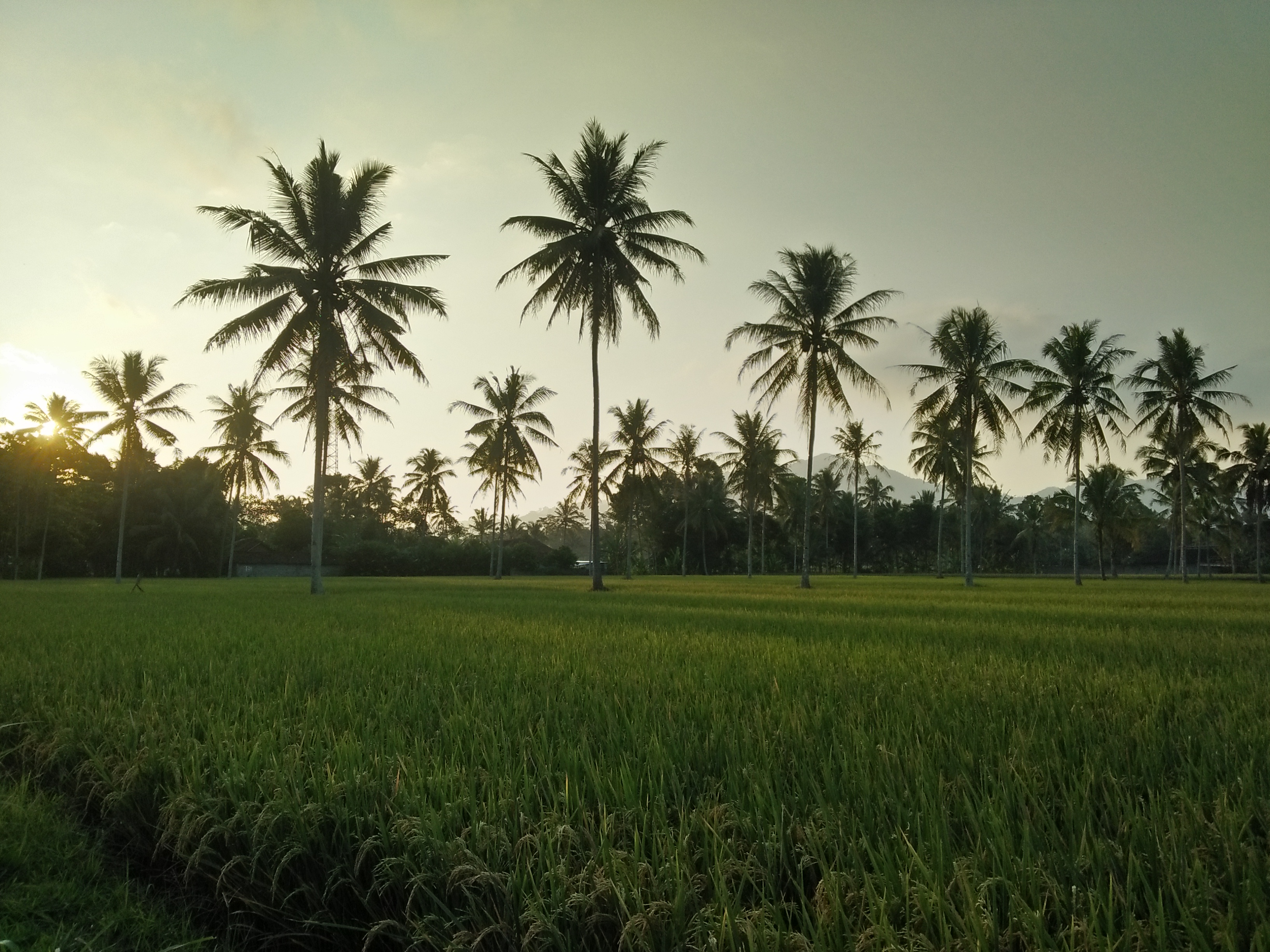 Hamparan sawah padi di Kalibaru, Banyuwangi, Jawa Timur