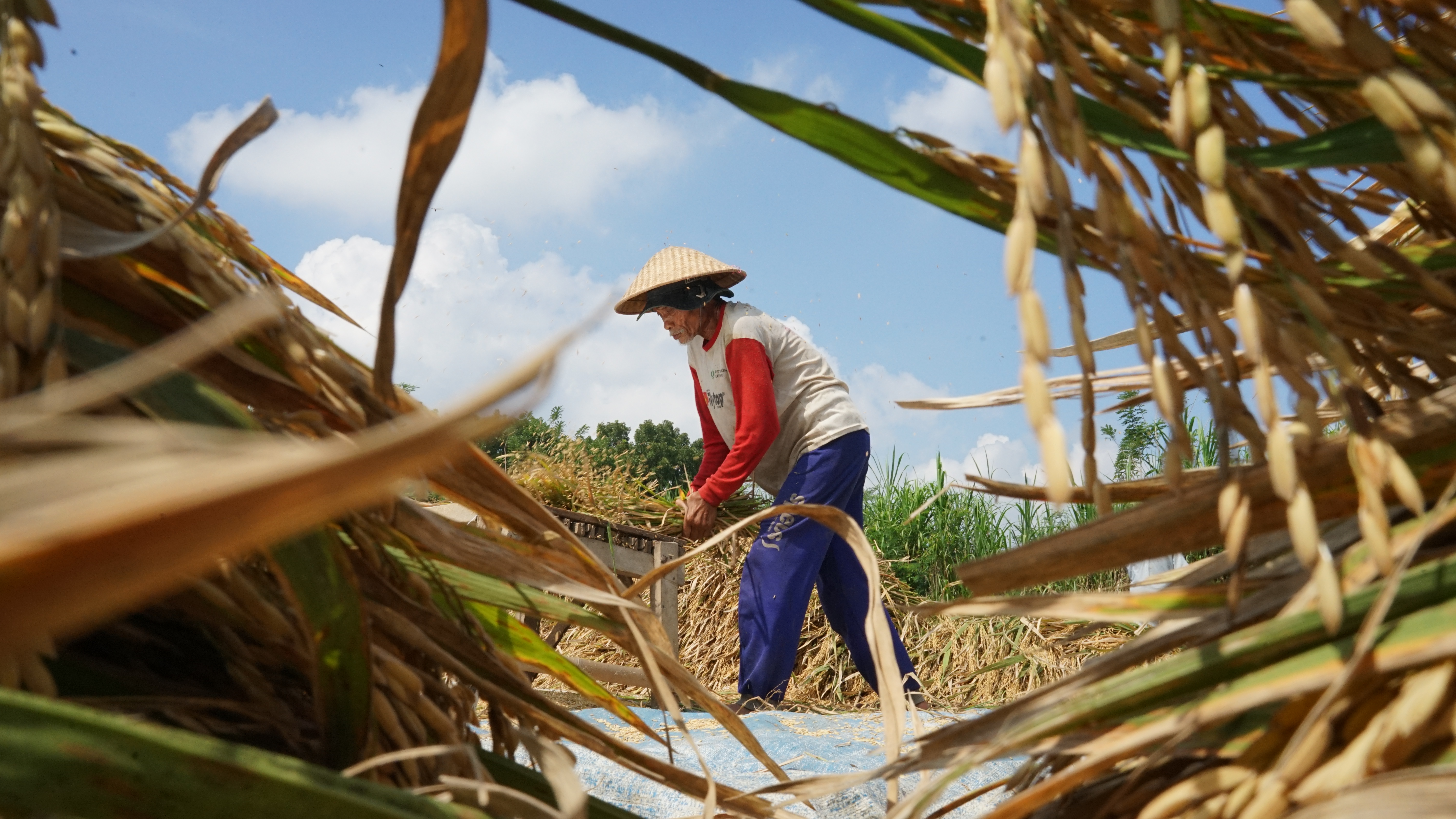 Petani memanen padi di lahan persawahan Indonesia