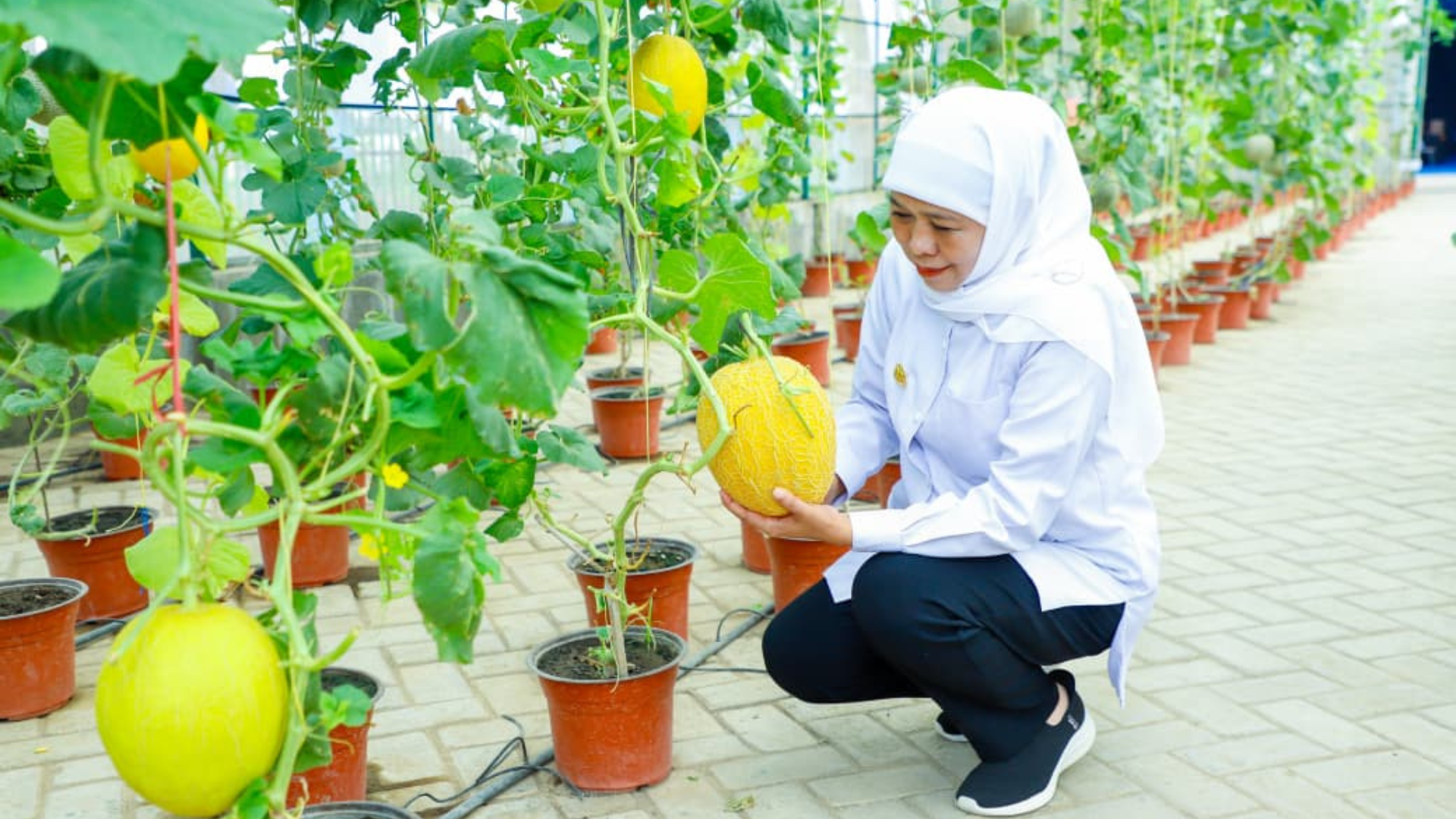 Dokumentasi Program SIKAP di SMKN 1 Tulungagung dengan budidaya melon sebagai konteks pendidikan pertanian vokasi