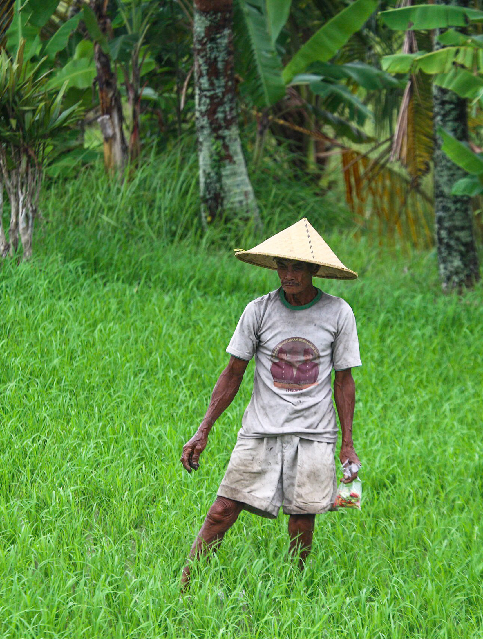 Petani bekerja di sawah sebagai foto konteks ketahanan pangan Indonesia