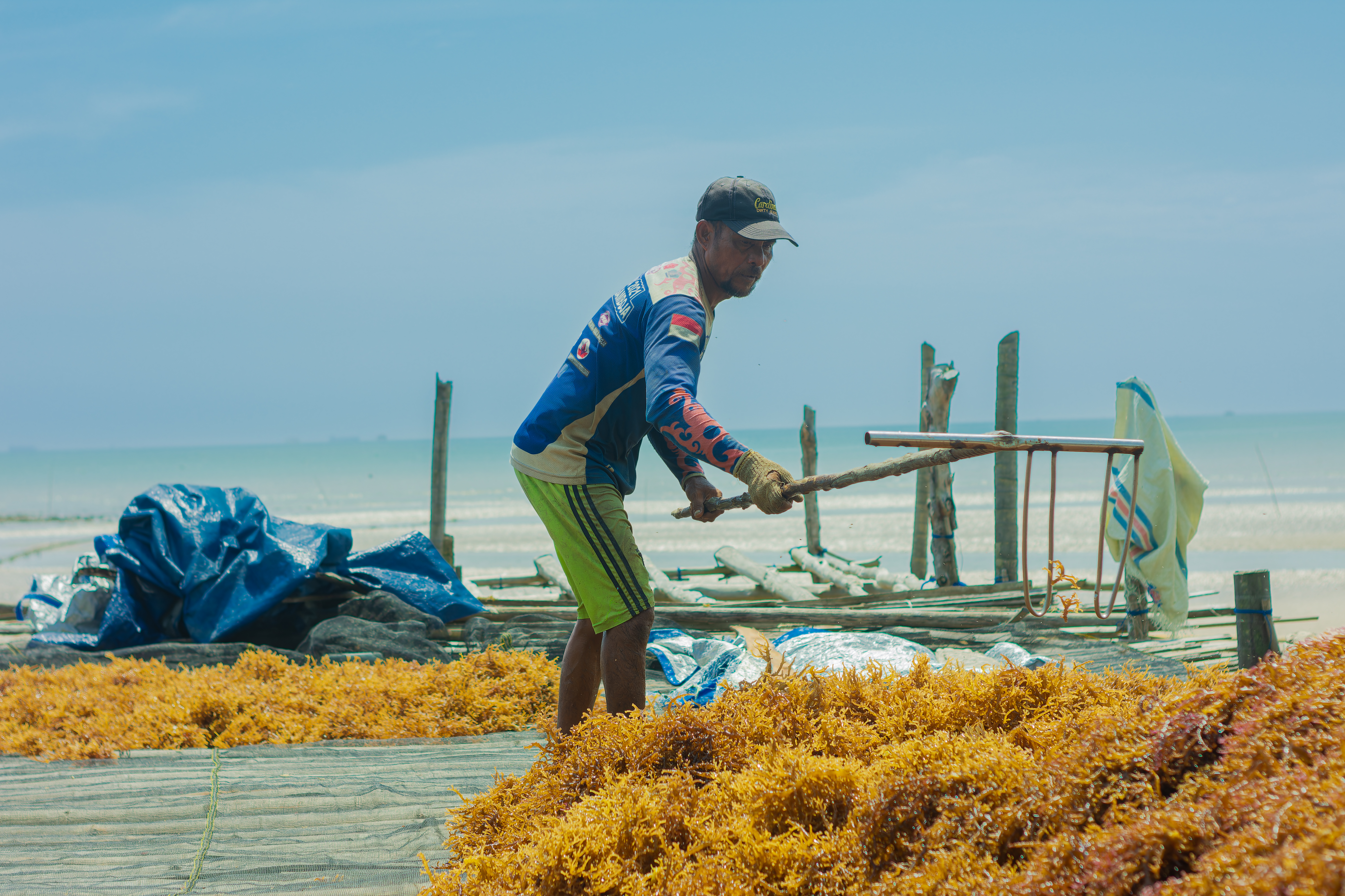Petani memanen rumput laut hasil budidaya di perairan Indonesia