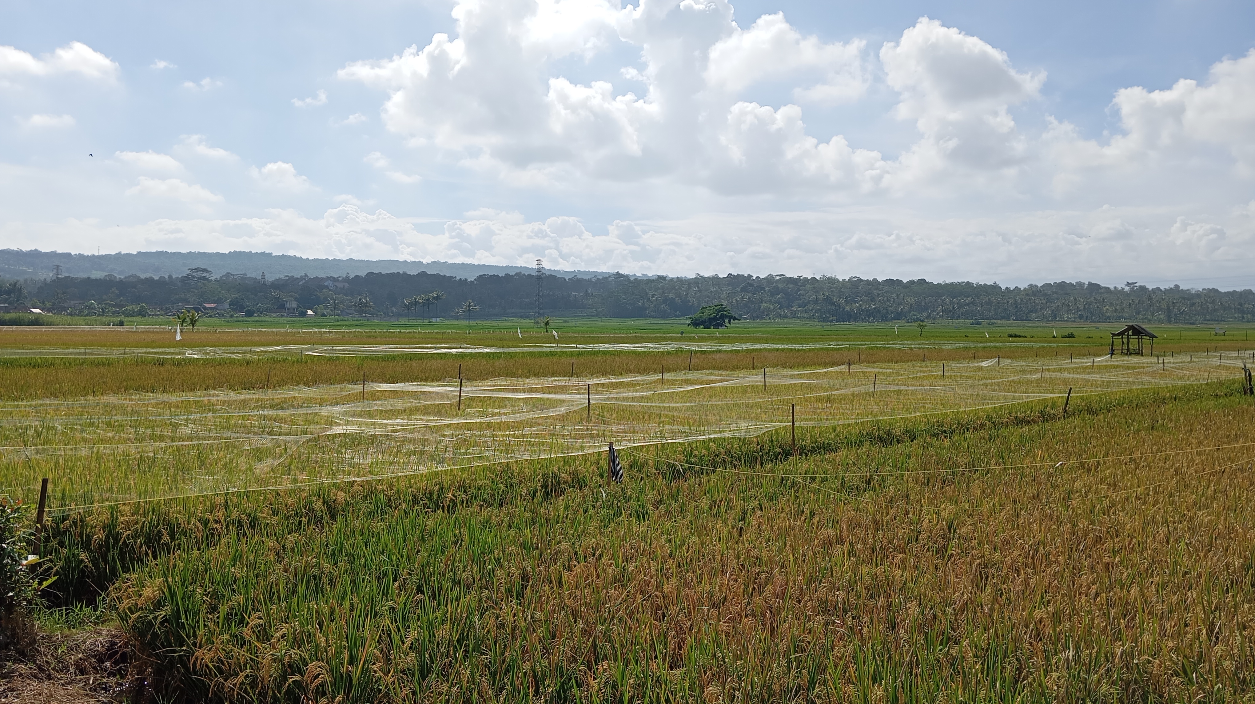 Sawah di Tlogowaru, Kota Malang, pada 2025; foto konteks wilayah, bukan desa terdampak di Kabupaten Malang
