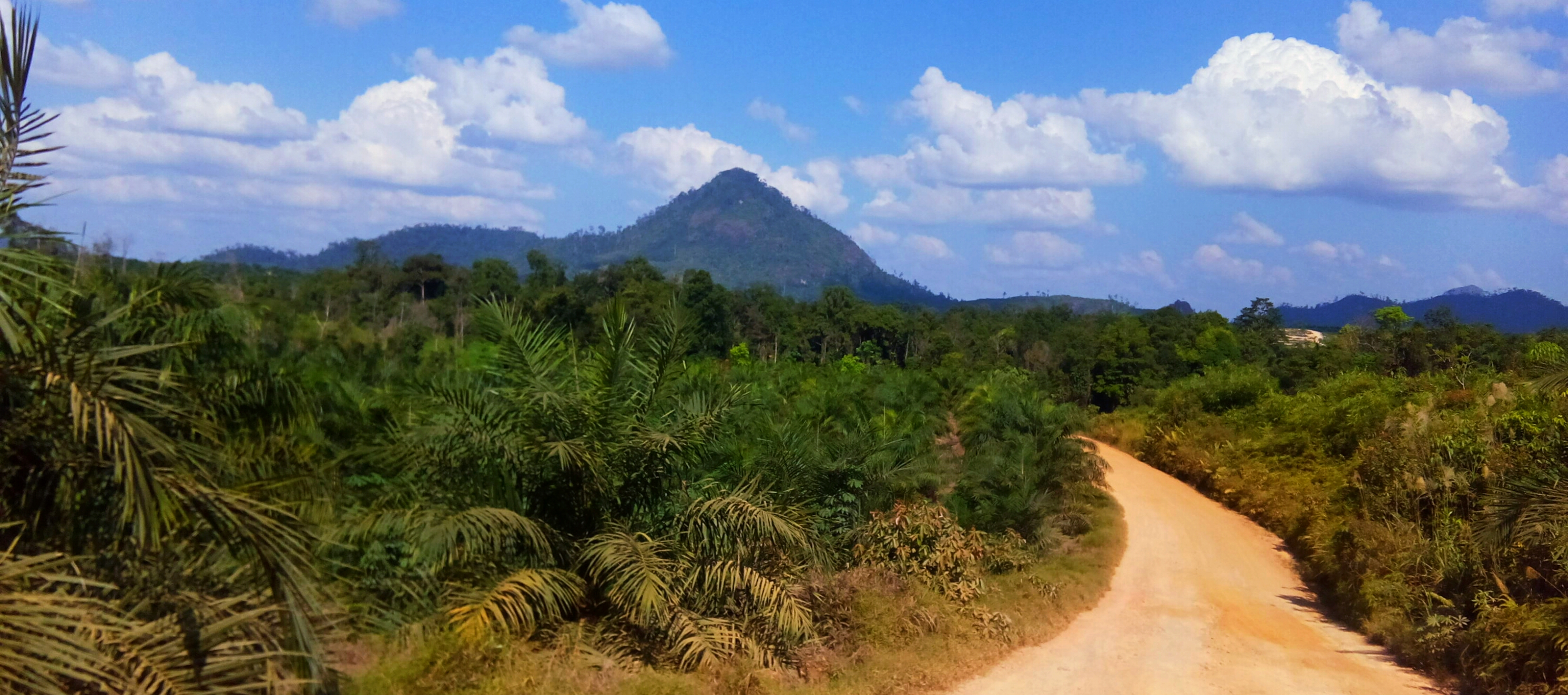 Hamparan perkebunan kelapa sawit di Indonesia