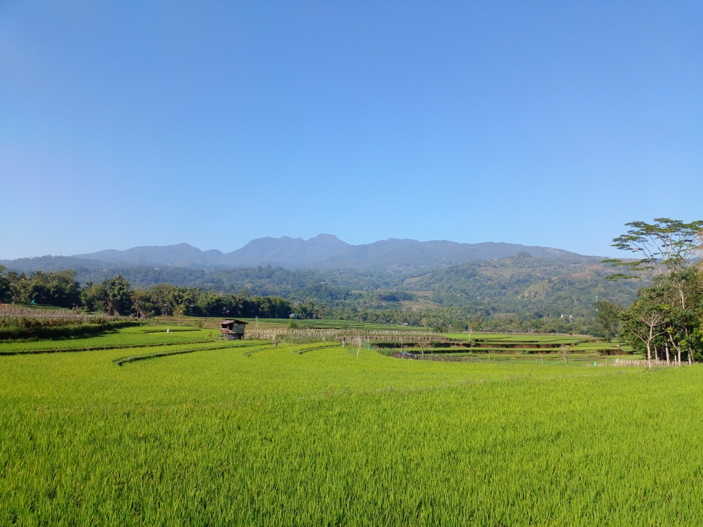 Bentang persawahan di Kota Manipi, Kabupaten Sinjai, Sulawesi Selatan